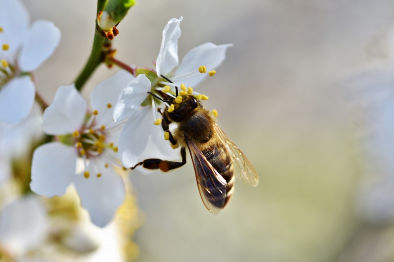 jardinerie-BORMES LES MIMOSAS-min_bee-4092986